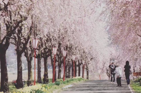 右輪台のしだれ桜